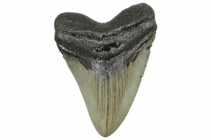 Serrated, Fossil Megalodon Tooth - North Carolina #298891